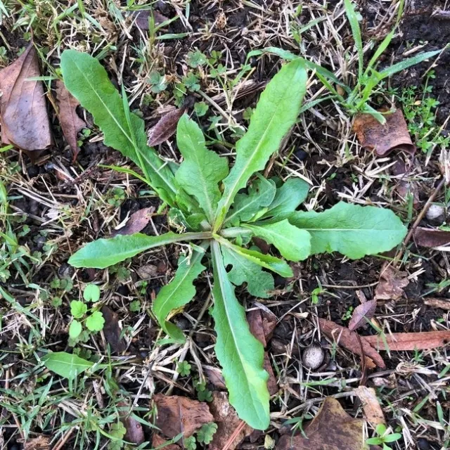 prickkly lettuce seedling