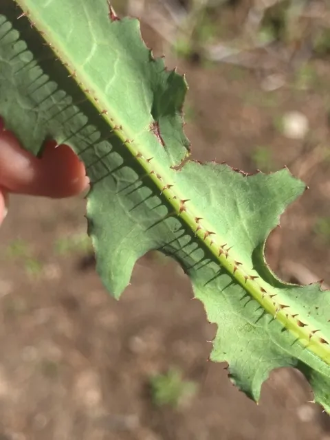 prickly lettuce spines