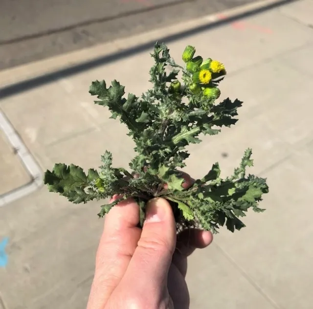 groundsel bolting