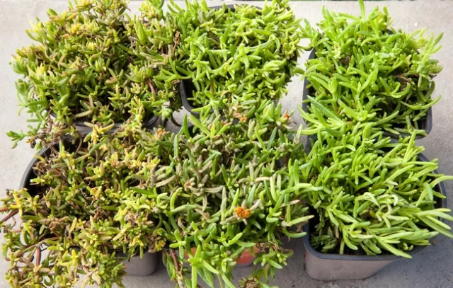 Downy mildew on Delosperma caused by Peronospora mesembryanthemi. Plants on right are unaffected.