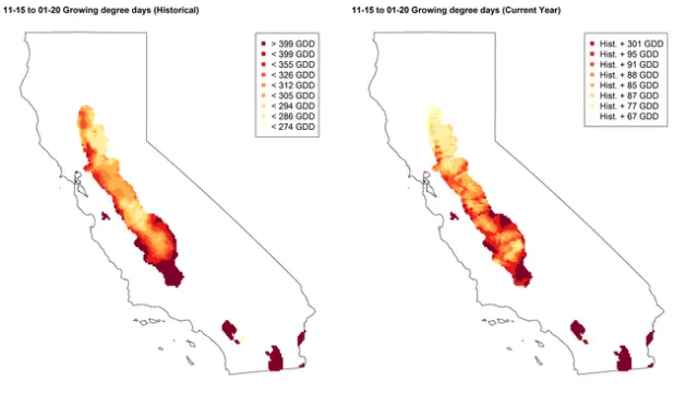 Figure 2. Growing degree day (GDD: 86F max, 45F min) accumulation for common spring wheat between 11/15 and 1/20 using 10-year average temperatures (left) and current year temperatures (right).
