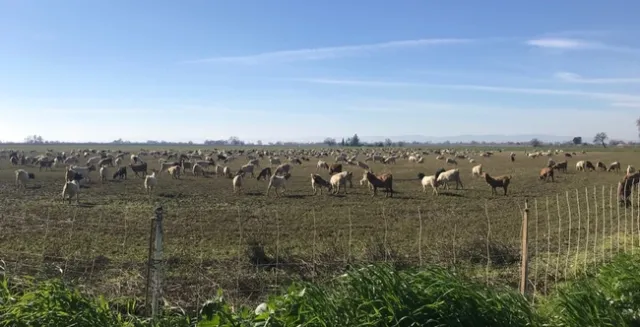 Goats grazing and alfalfa field, Yolo County, 2019.
