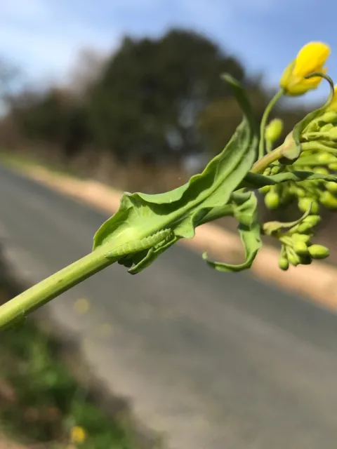 Figure 1. Diamondback caterpillar spotted on a secondary branch of a brassica weed by the side of Blackie Road, Castroville, CA. Photo by E. Garcia.