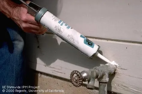 Use a caulking gun to seal up cracks. (Credit: Jack Kelly Clark, UC IPM)