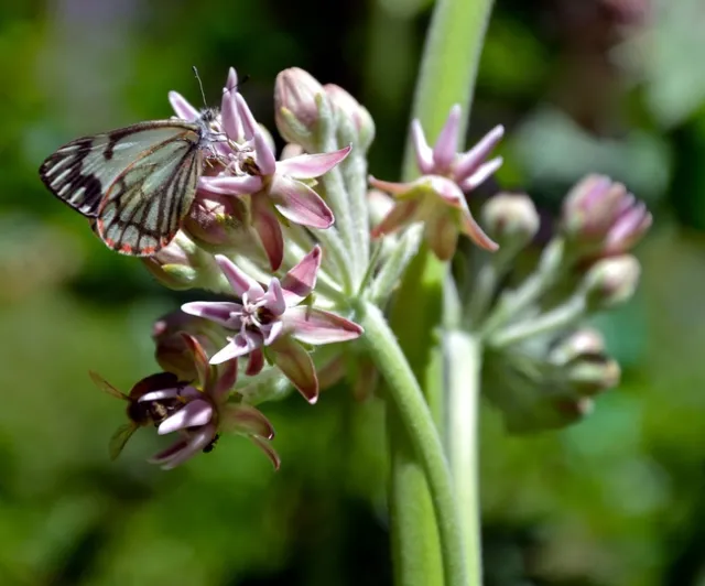 pine white butterfly on milkweed, photo by Cathleen Carter