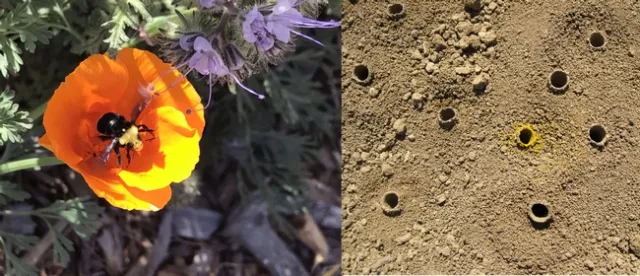 yellow-faced bumblebee and bee's nests, photo by Frank Morales
