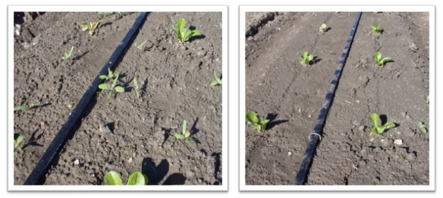 Figure 1. Untreated plot (left) and Pronamide (Kerb at 2.5 pints/A) applied via drip tape (right) 30 days after transplanting of romaine lettuce. Areas most distant from drip tape that supplied herbicide show weed survivorship.