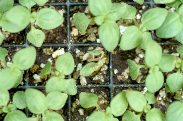 Downy mildew on snapdragon, close up