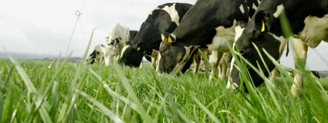 dairy-nutrition-landing