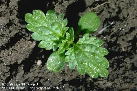 Burning nettle seedling. (Credit: Jack Kelly Clark, UC IPM)