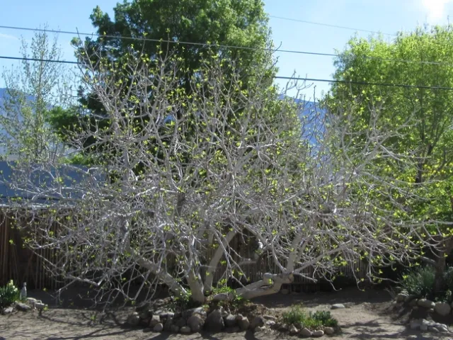 Maature Kadota fig in Wilkerson