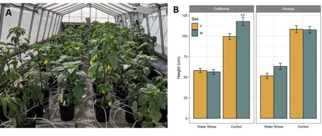 Figure 1. Palmer amaranth female and male plants from California and Kansas populations grown under continuous water-deficit (WD, 25-33%) or control well-watered (WW, 100%) conditions. Visual (A) and quantitative (B) height differences. Two asterisks indicate a significant difference in height between female and male plants grown under different irrigation conditions. Error bars represent 95% confidence intervals.
