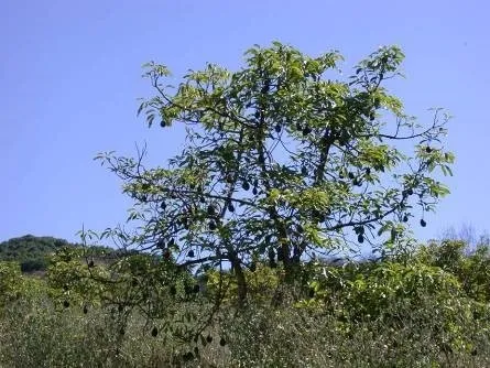 avocado thinning canopy