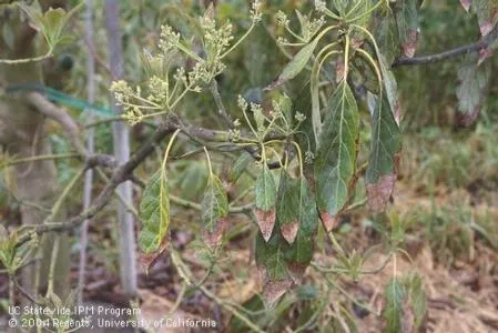 avocdo root rot leaves flowers
