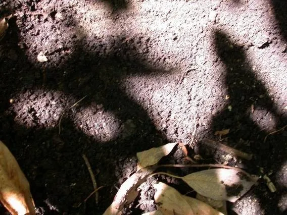 avocado root rot no roots