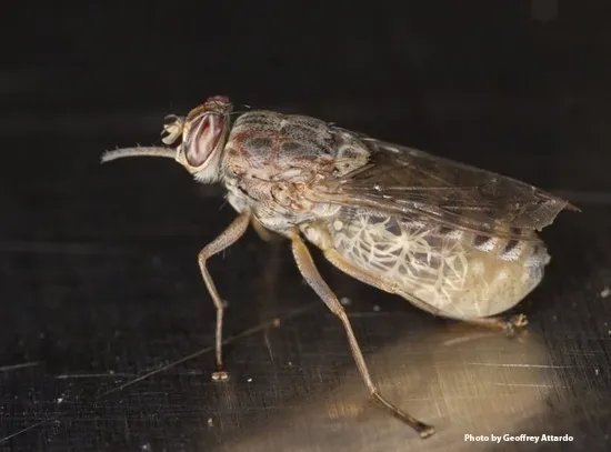 Side view of a gravid tsetse fly (Glossina morsitans morsitans). (Photo by Geoffrey Attardo)