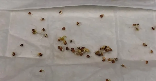 Germination Test 2.6.19