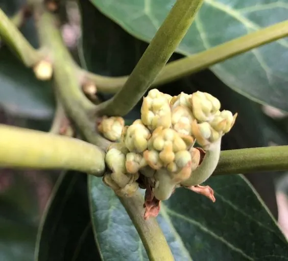 avocado flower stage cauliflower (2)