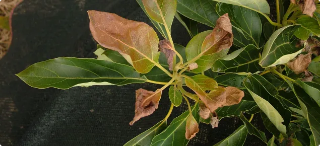 Avocado shoots mild frost damage