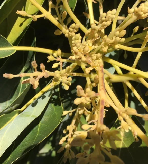 avocado slightly frosted flower