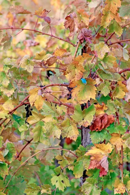 A grapevine with red blotch symptoms. (Photo: Evett Kilmartin)