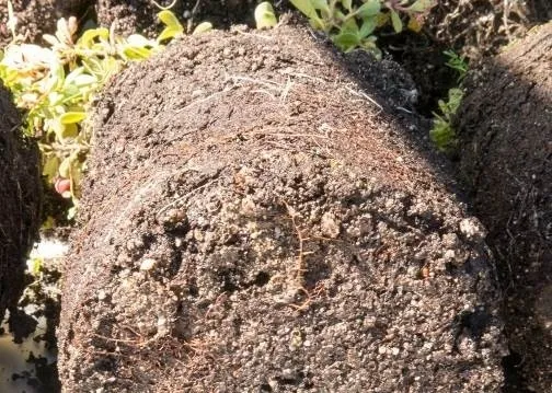 Fig 4. Arctostaphylos uva-ursi with Phytophthora root rot on feeder roots in the lower profile of the soil. Healthy, white roots above.