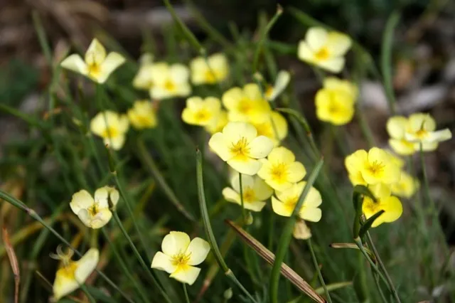 Eschscholzia caespitosa Sundew