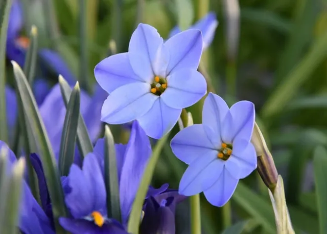 Ipheion-uniflorum Rolf-Fiedler