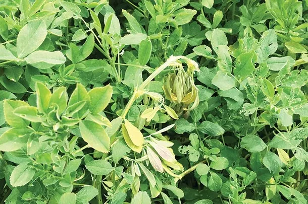 Glyphosate Injury Alfalfa2-Shepherds Crook