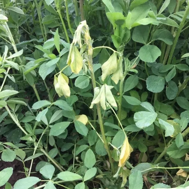 Glyphosate Injury Alfalfa3-CloseUpPlant