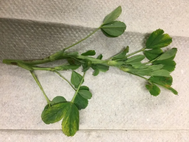 Spring 2017 interveinal yellowing of top leaves