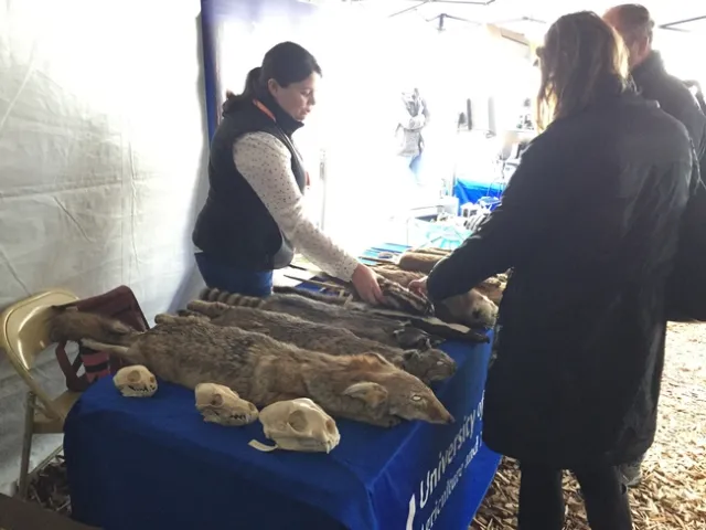 Niamh Quinn describes how the spotted skunk stands on its hands and shakes its tail.