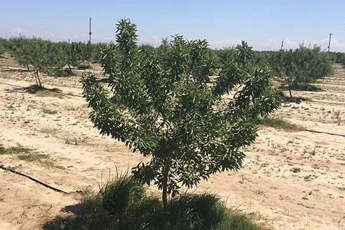 Peach root-knot nematode-infected almond tree in a two-year-old orchard. Photo by Andreas Westphal