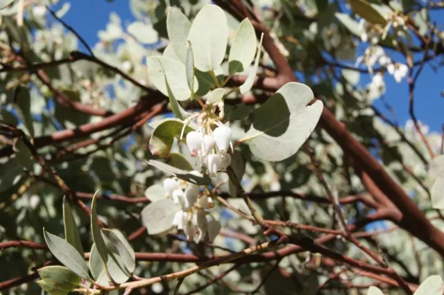 Manzanita in bloom