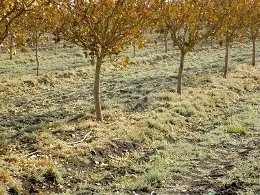 alkaliweed orchard Shaeffer