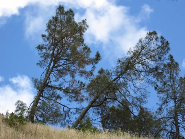 Typical appearance of the gray pine, Treebuzz.com