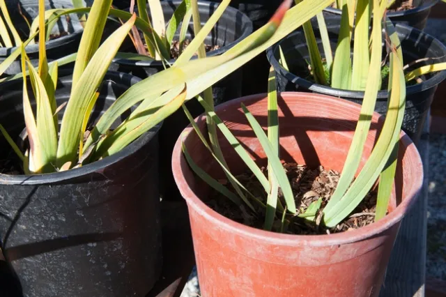 Soil settling or “shrinkage” of the soil volume can occur when organic soil components naturally decompose.They can break down resulting in smaller particles and consequently the loss of air-filled porosity.