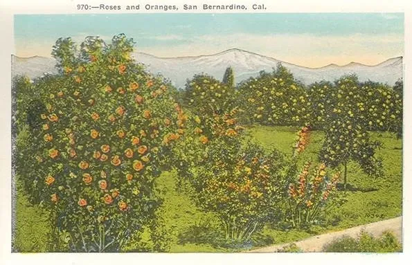 oranges in riverside