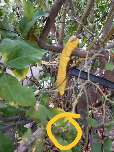 lemon chile picture distraction