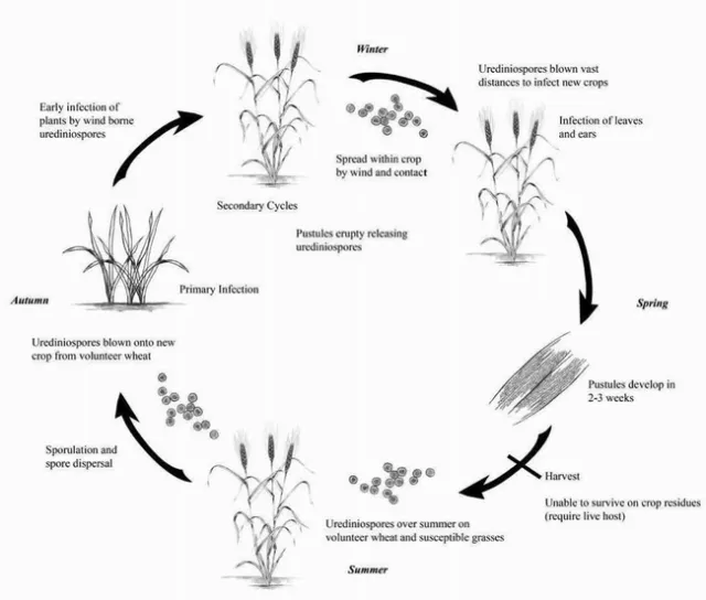 The disease cycle of stripe rust