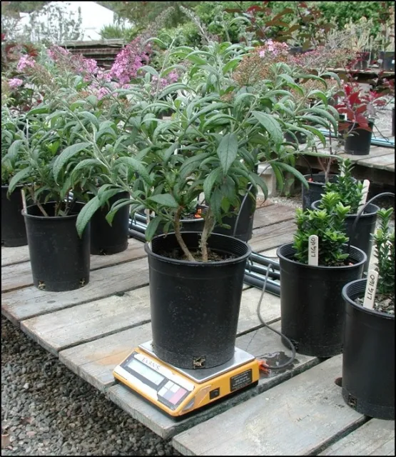 Fig 5 A scale can measure loss of water from transpiration and evaporation from the pot surface.