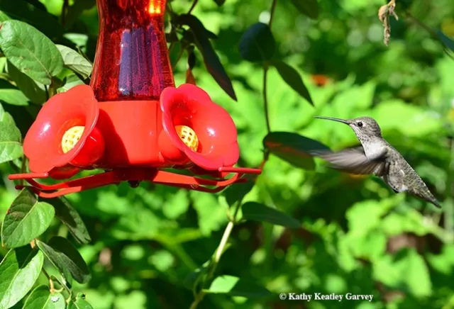 Hummingbird at feeder. (Kathy Keatley Garvey, UC Davis Entomology and Nematology)