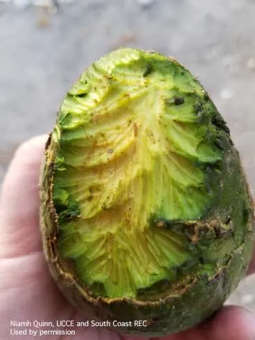 Avocado damaged by California ground squirrel, Otospermophilus sp. (Credit: N. Quinn)