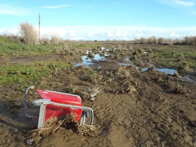 Figure 6. Emigh R. Livestock / Ulatis Creek Arundo control and habitat enhancement project site prior to the beginning of restoration work. Treated Arundo is visible to the left and right.