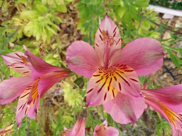 Alstroemeria
