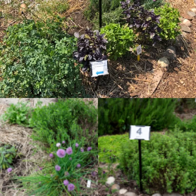 Herbs from planting to harvest