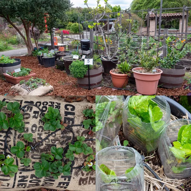 Container Garden - April 2019
