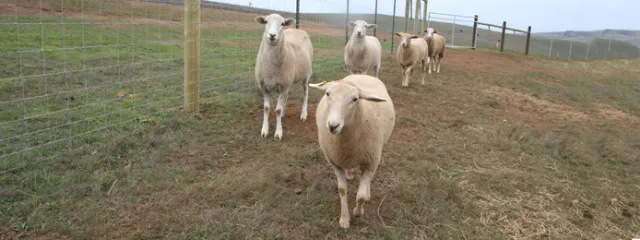 sheep walking