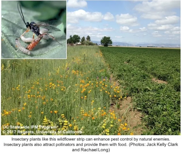 Strip of wildflowers along the edge of tomato field with inset photo of Hyposoter parasitic wasp attacking beet armyworm larva.