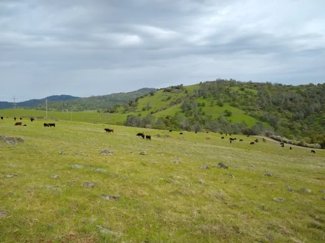 Cattle grazing in the project area.